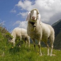 Schaap